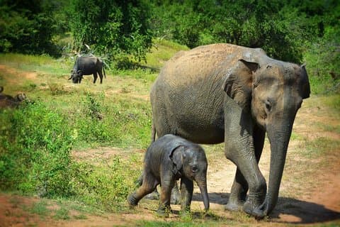 Exclusive 3-Hour Private Jeep Safari at Udawalawe National Park