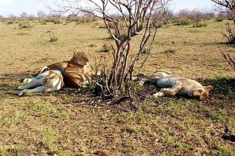 Ngutuni Concervancy 2 Days Safari from Mombasa Beach