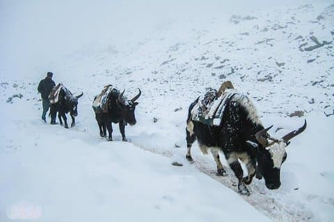 Everest Base Camp Trek