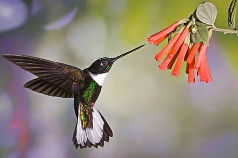 4 World of Ecuador "Costa - Andina - Amazzonia - Galapagos"