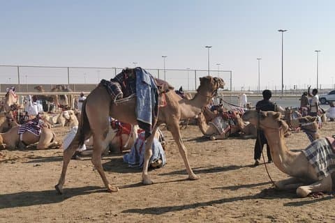 Halvdags privat guidet kamelløbstur i Qatar