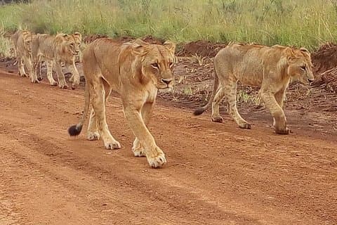 4 dias Tsavo East West e Parque Nacional Amboseli de Mombasa