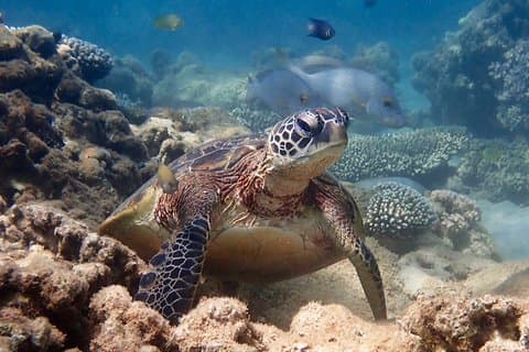Turtle Tour - Ningaloo Reef Half Day Sea Kayak and Snorkel Tour