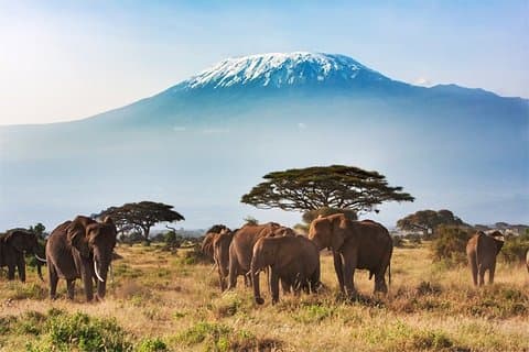 2 dage, 1 nat - Amboseli National Park Safari fra Mombasa