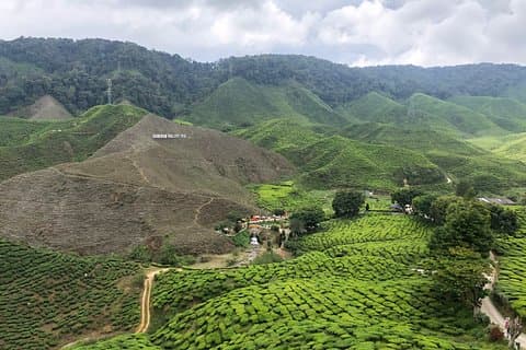 4-Day Cameron Highland and Penang Tour from Kuala Lumpur