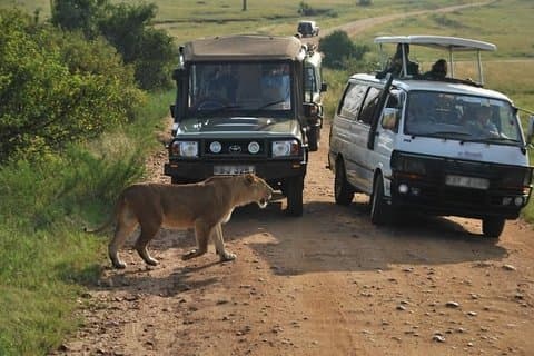 Nairobi Airport Layover Halbtagestour zum Nairobi National Park