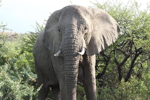 Elefantes e Leões Safari Tour em Joanesburgo