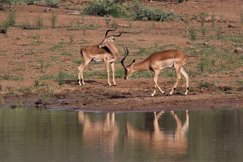 1 - Tagesausflug Tarangire N.P. Kleingruppentour Tansania mit Safari