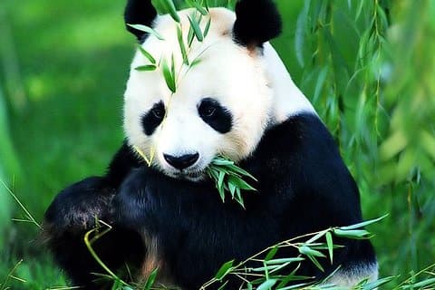 Excursión privada de un día al Templo Lama de Beijing, el Jardín Panda y el Altar Antiguo
