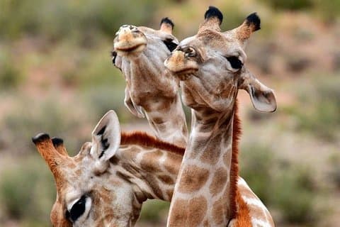 Heldagssafari i Selous Game Reserve fra Zanzibar med frokost