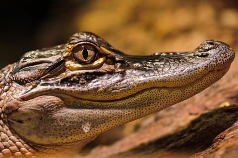 Safari im Selous Game Reserve von Sansibar: 03 Nacht 04 Tage Safari – Vollpension