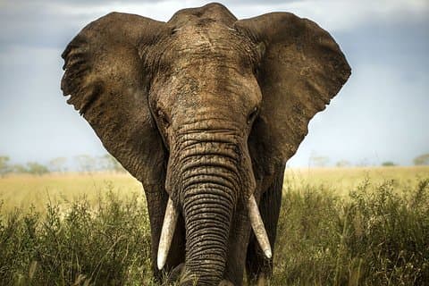 Safari i Selous fra Zanzibar: 04 Night 05 Days Safari – helpension