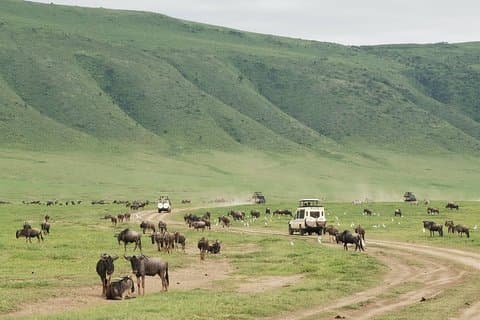 6 Days Mid - Range Lodge Safari To Lake Manyara Serengeti Ngorongoro & Tarangire