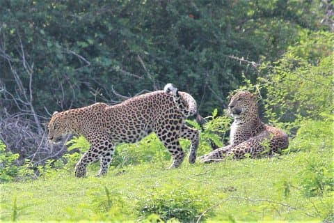 Yala National Park Jeep Safari - Endagstur