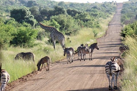Pilanesberg Safari-upplevelse