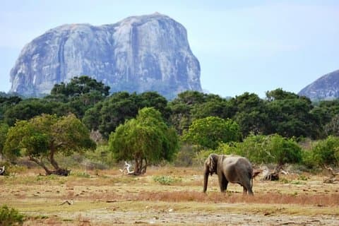 1 Day tour to Yala National Park or Udawalawe National Park