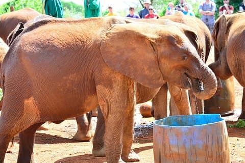 David Sheldrick Elephant Orphanage & Giraffe Center Guided Day Tour