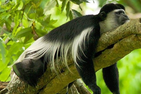 1 Day Arusha National Park