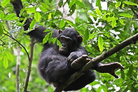 Experimente el trekking de chimpancés en el bosque de Budongo