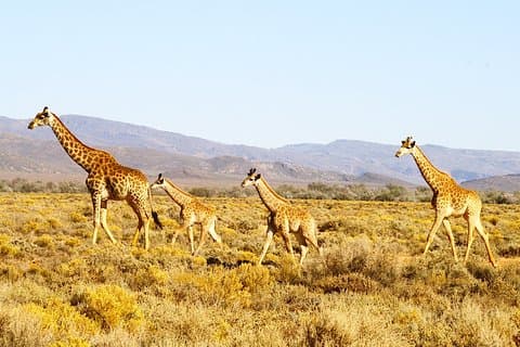 Passeios essenciais de 4 dias pela Cidade do Cabo e Big 5 Safari com pernoite em Inverdoorn