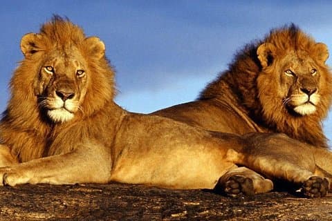 Reserva de caza de Pilanesberg y Sun City Entertainment Tour privado