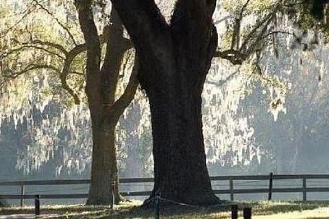 Ingresso e tour nella piantagione di Boone Hall con trasporto da Charleston