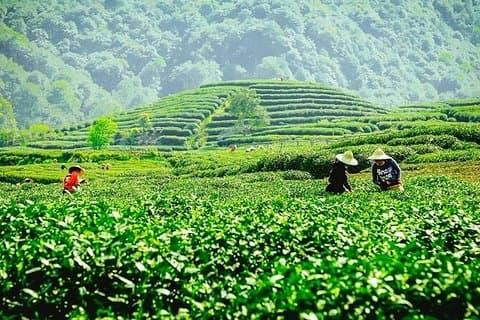 Hangzhou Private Customized Day Tour from Wuxi by Bullet Train