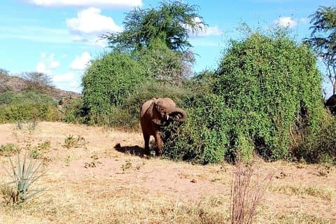 Excursão de dia inteiro ao Parque Nacional Tarangire