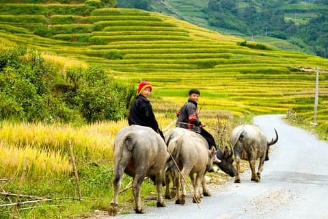 Sapa Villages trekking and homestay 2 Días/ 1 noche paquete turístico: superventas