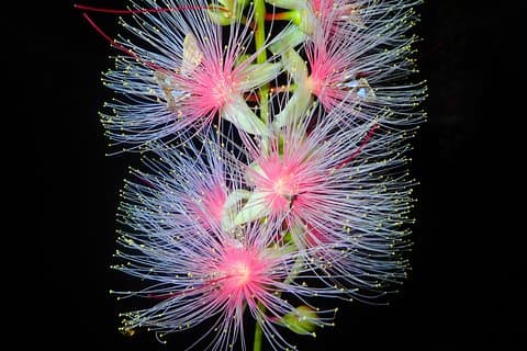 Okinawa Iriomote Island Night Viewing Sagaribana, a Phantom Flower Overnight (June-August only)