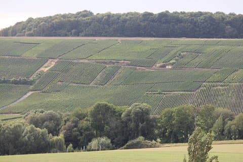 Tilpasset planlagt 2-dages Champagne Vineyard Tour med privat chauffør