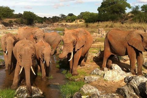 Dagstur til Tarangire nasjonalpark