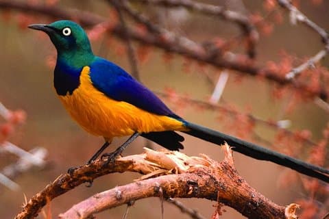 Dagtrip naar Lake Manyara National Park