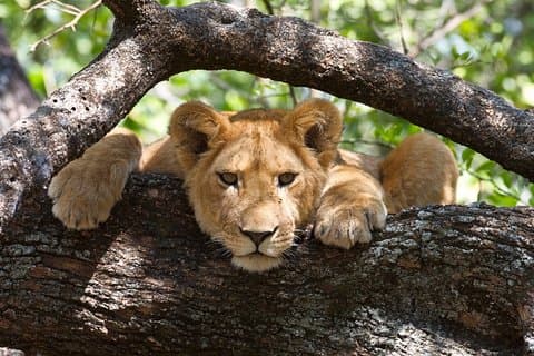 Tour privato in Safari di 6 giorni in Tanzania