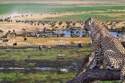 Ngorongoro-krateret dagstur