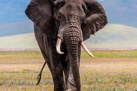 3 Dages Budget Camping Safari Tour Tanzania