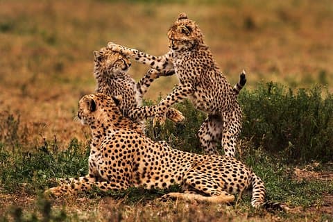 3 Days Serengeti Private Safari Tanzania