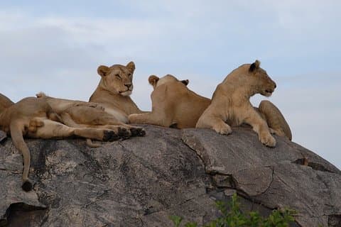 Tour de 4 días por el cráter Serengeti y el cráter del Ngorongoro en Tanzania