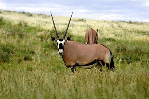 3-daagse Mkomazi National Park vanuit Dar es Salaam