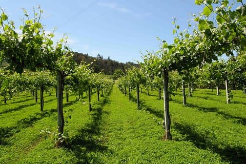 Private Tour Alvarinho (Melgaço and Monção) includes 3 wine tastings