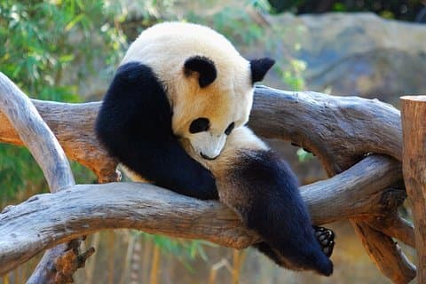 Private Day Trip to Chengdu Giant Panda Base and Leshan Giant Buddha