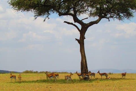 1 Tag Safari nach Olpajeta Conservancy