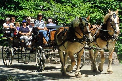 Gourmet tour with horse-drawn carriage & Optional Visit a Wildlife Observatory