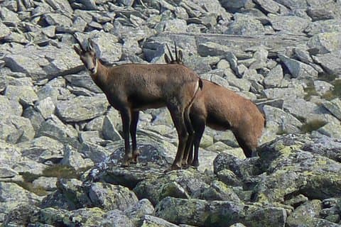 Tour di trekking sulle montagne di Retezat da Cluj-Napoca