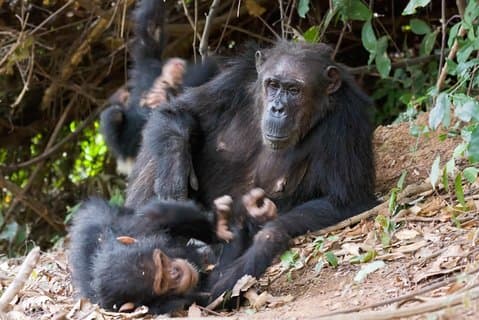 3-dagars schimpansvandring i Gombe Stream National Park