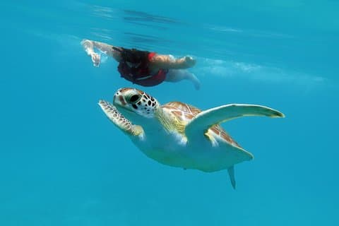 Snorkeling di kayak e tartaruga marina con pausa spiaggia