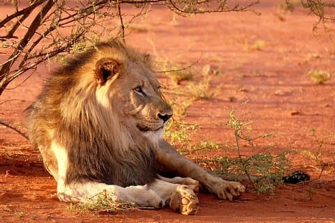 All Inclusive Big 5 Safari Game Drive fra Cape Town