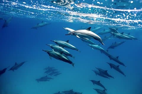 Cabo Wildlife Safari