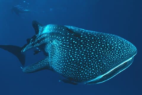 Tour privé de requin-baleine à Cancun