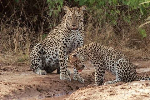 3 dages safari til Queen Elizabeth National Park Uganda